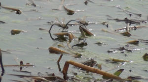 pond wildlife toads and dragon flies