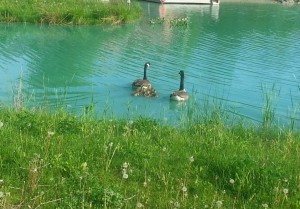 Pond goslings