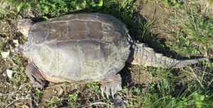 Snapping turtle prehistoric