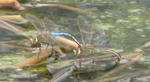 pond dragon flies