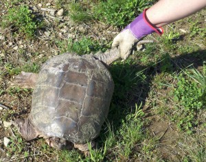 pond snapping turtle