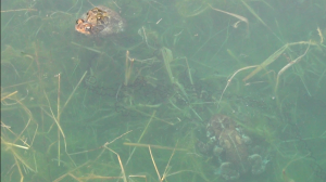 pond toads and eggs