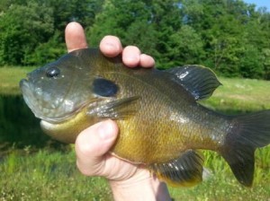 Blue gill nice size