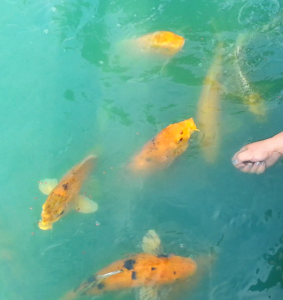 Koi eating from hand