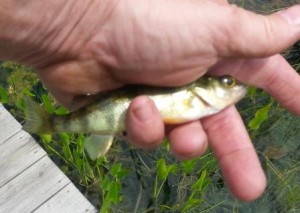 Perch from transfered eggs