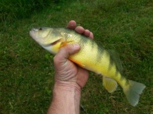 Perch ready to fish