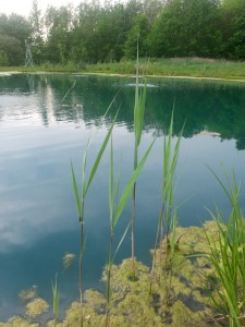 Phragmites