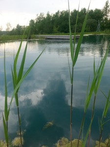 Pond weed Phragmites