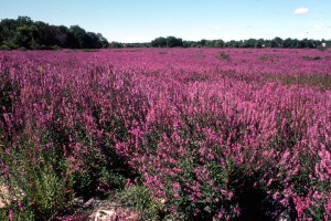 purple loosestrife