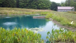 Floating Pier is down. Pond edge is shown low and lilies moved