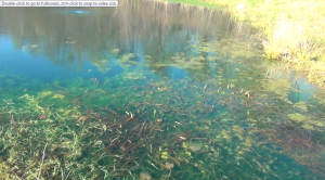 decaying pond plants