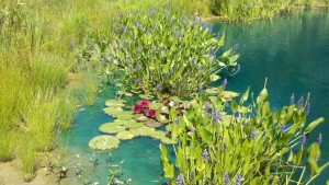 had to move move lilies and Pickerel ended up out of water.