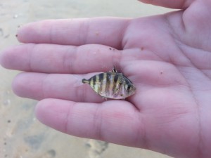 Little fish