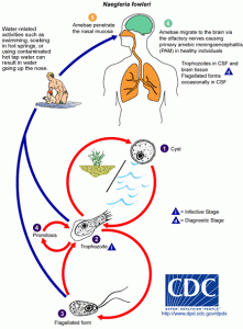 Nfowleri_LifeCycle