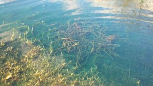 decaying pickerel plants