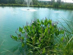 pickerel in bloom