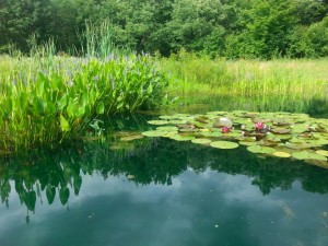 fall pond plants