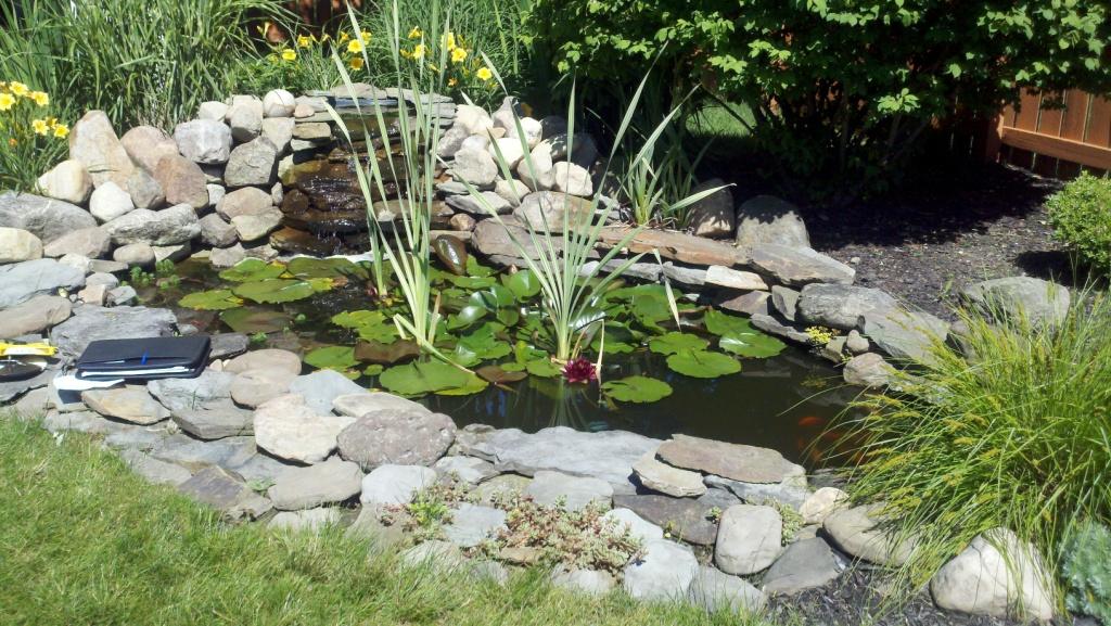 Different Types Of Ponds And Their Uses – Pond Building to Pond Supplies