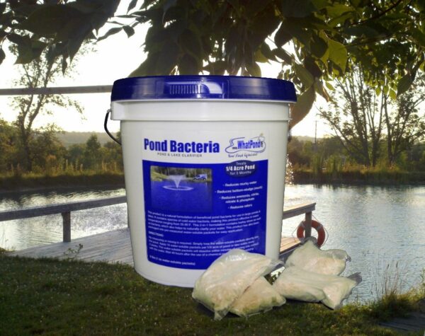 6 lbs pond clarifier pond bacteria