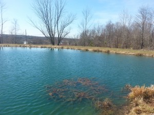 Spring is Here at the Pond