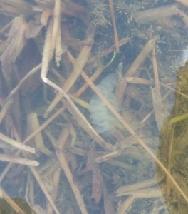 perch eggs