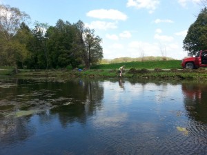 Hand removal of weeds and algae, same pond as above