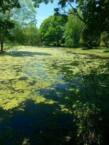 Pond covered in algae-weeds underneath