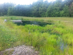 Little Pond plant load before cutting.