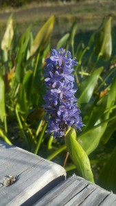 pickerel flower at whatpond