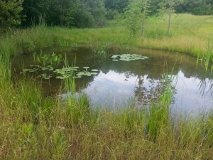 small pond at whatpond