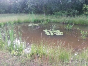 water color can tell us more about the pond