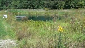 Pond Plants Seasonal cutting before