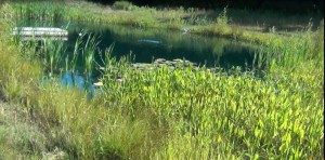 Pond plants to cut back