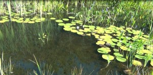 August Pond in Bloom