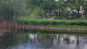 cattails after lake blanket