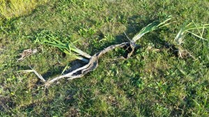 cattails and roots