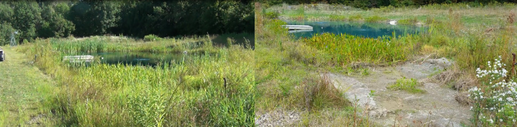 before and after thinning cattails & plants