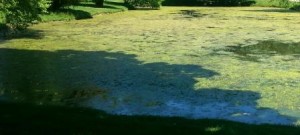 Pond Algae and pond weeds