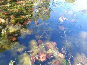 pond weeds, Leaves and Algae