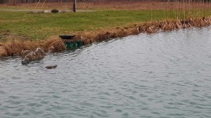 4 inch pipes removing pond water