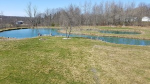 spring pond 2016