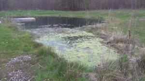 little pond with algae