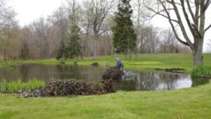 pond weeds piles of parrots feather