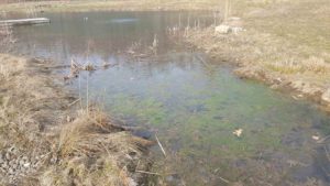 Algae in the shallows in spring