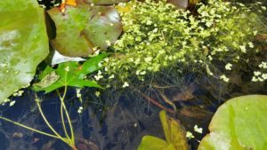 Duckweed showing the roots