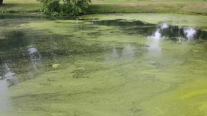 Watermeal on the pond