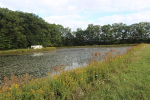 Watershield on 2 acre pond