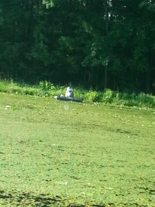 Watershield covering the pond