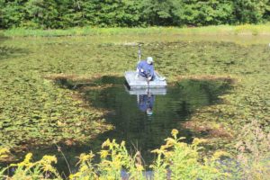 Watershield cutting with Lake Mower