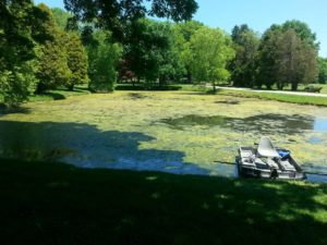 pond with coontail and algae